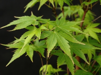 Japanese maple Acer palmatum