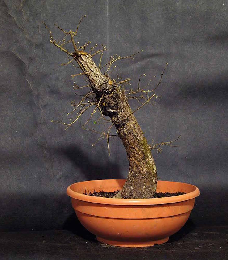 Small leaved yamadori elm 2008