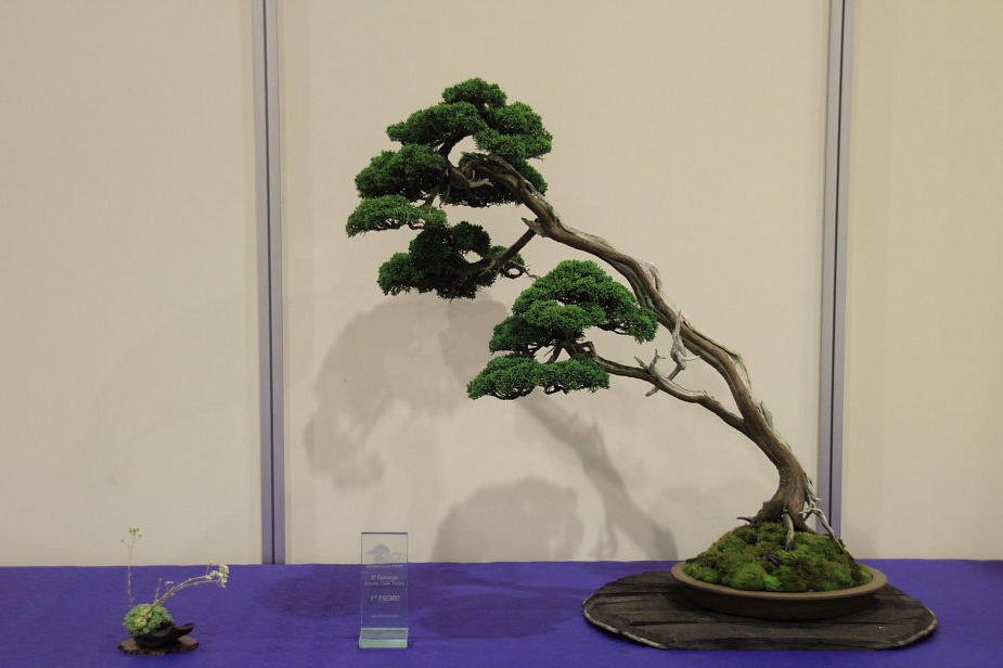 Literati Bonsai