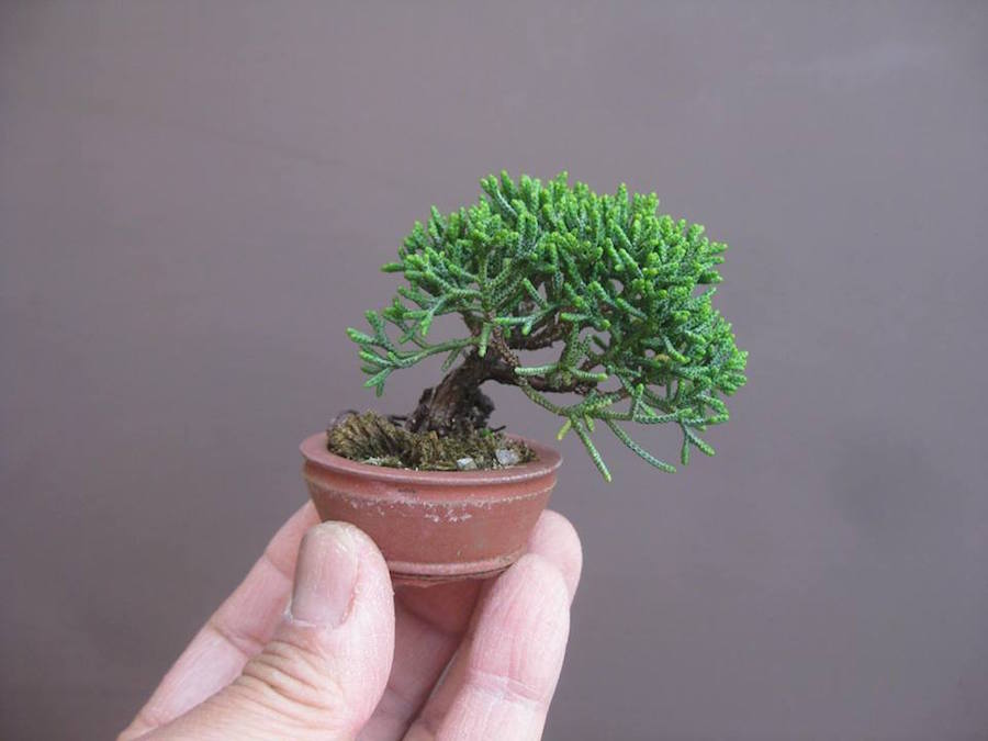 Juniper Mini Bonsai