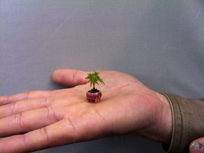 Smallest Bonsai tree