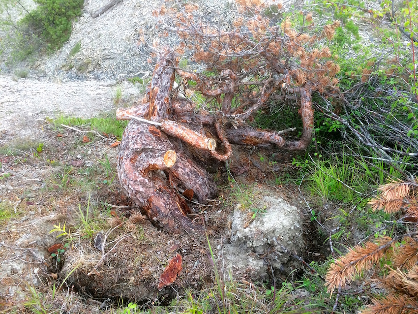 Yamadori bonsai tree