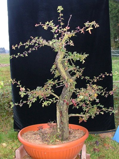 Hawthorn bonsai