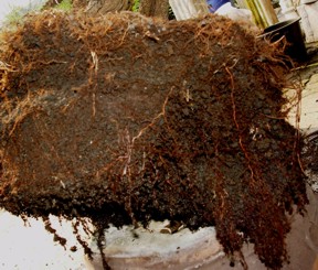 Bonsai soil