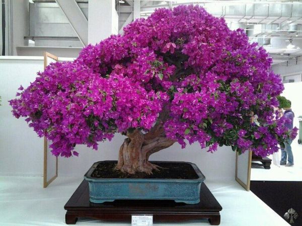 Bougainvillea by Lorna Toledo