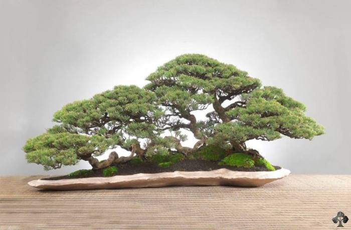 Chinese Penjing