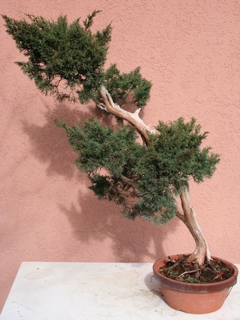 Raw material bonsai