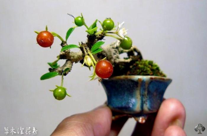 Mini Bonsai tree