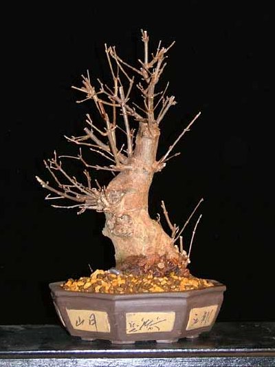 Trident maple