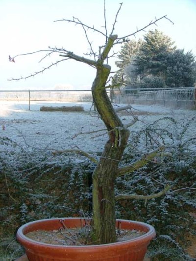 Hawthorn prebonsai