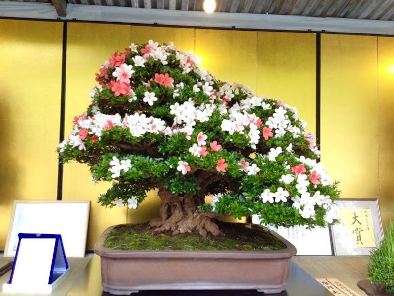 Satsuki Azalea Bonsai festival