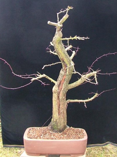 2009 prebonsai