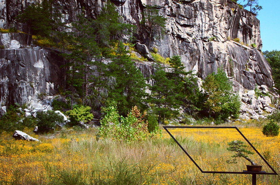 Display Bonsai trees in nature