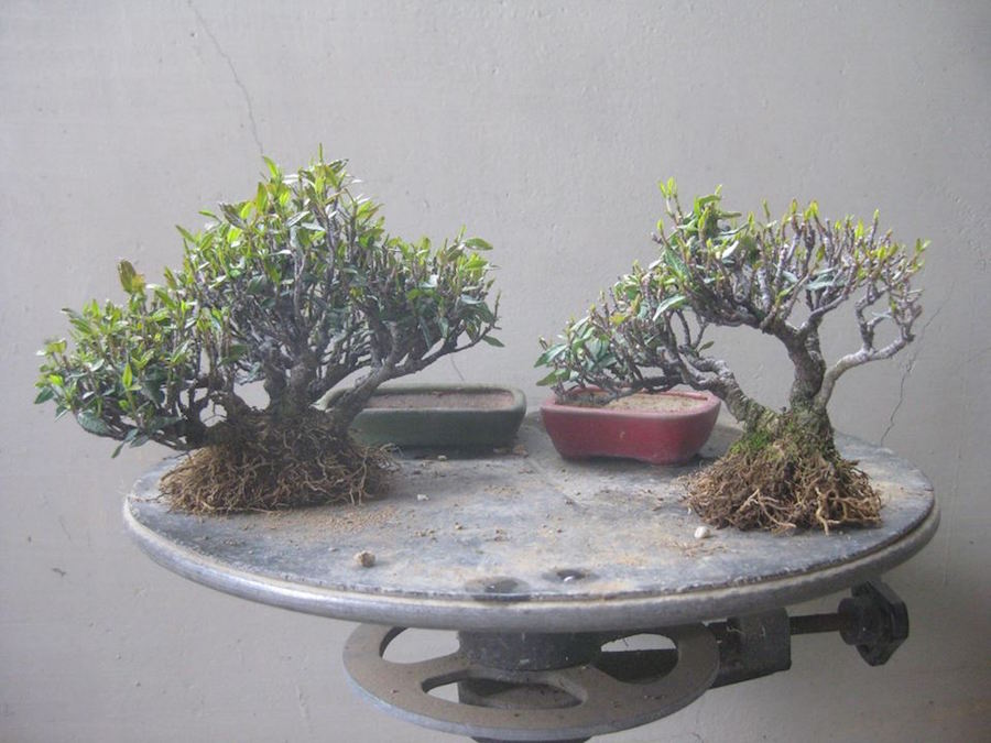 Chirimenkazura Bonsai