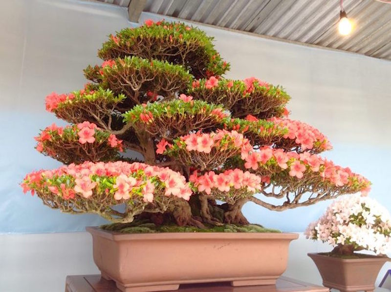 Satsuki Azalea Bonsai festival