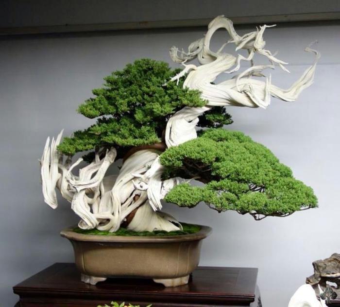 Kokufuten Bonsai 2013