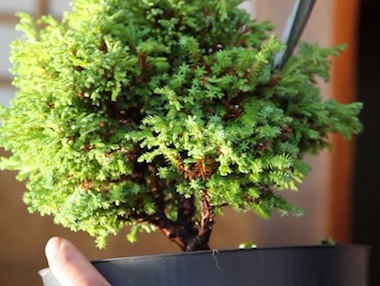 Pruning the bonsai tree