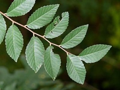 Chinese elm Ulmus parviflora