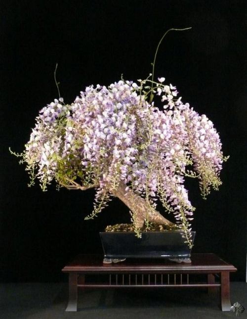 Wisteria Bonsai with flowers