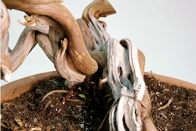 Detail of bonsai trunk