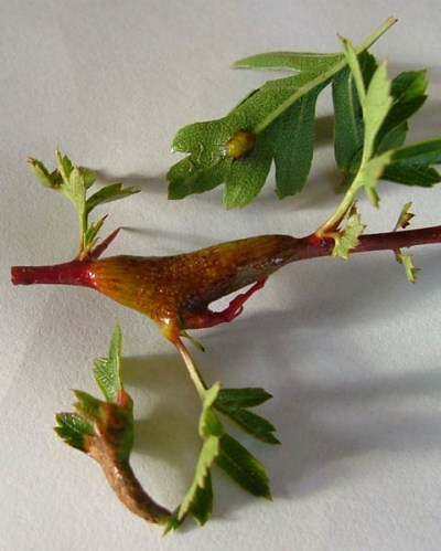 Fungus on bonsai