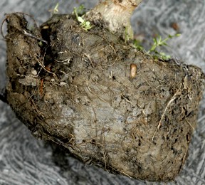 Normal soil