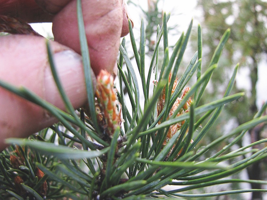 Pine pinching