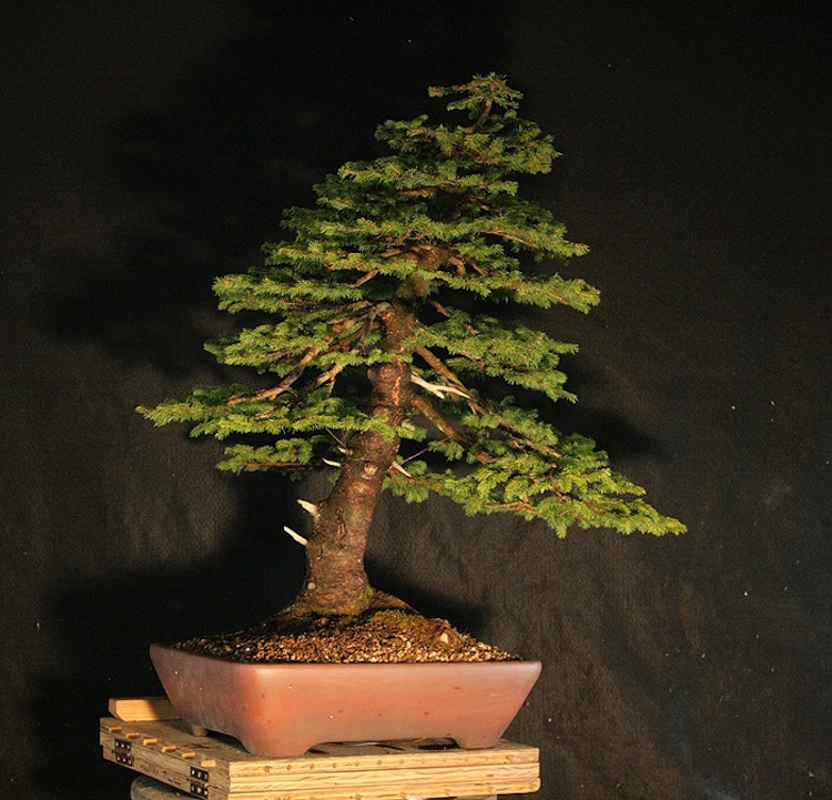 Picea Abies bonsai