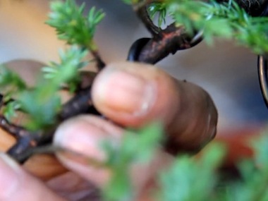 45 degrees wiring bonsai