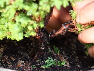 Wiring the bonsai tree