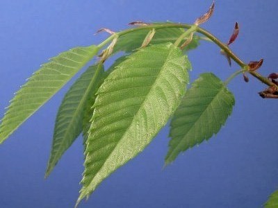 Japanese elm Zelkova