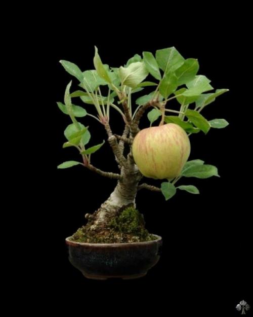 Apple bonsai tree