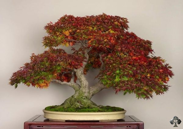 Maple Bonsai by Michael