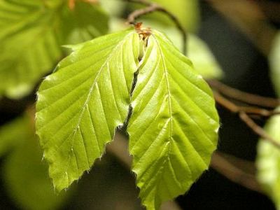 European beech Fagus sylvatica