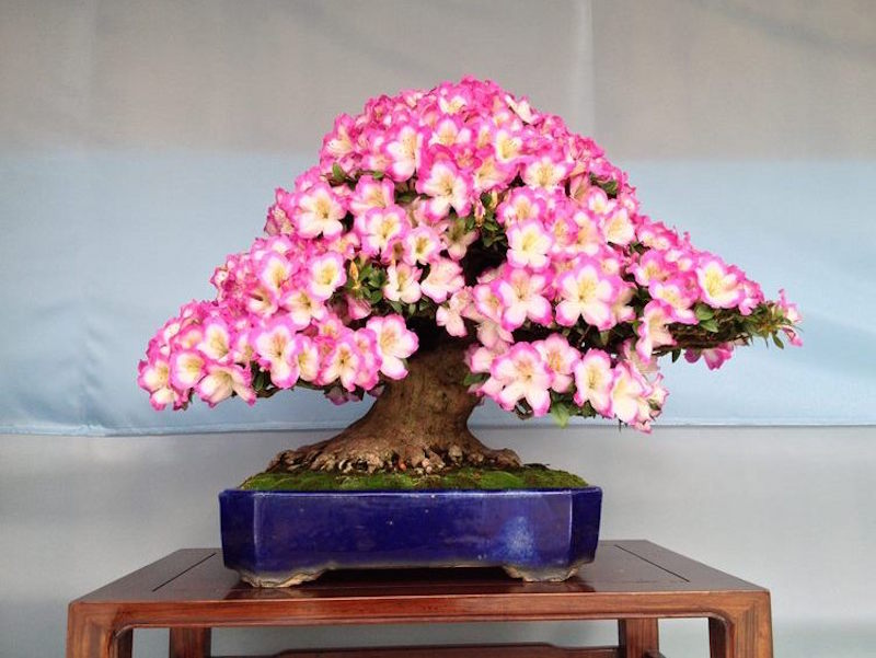 Satsuki Azalea Bonsai festival