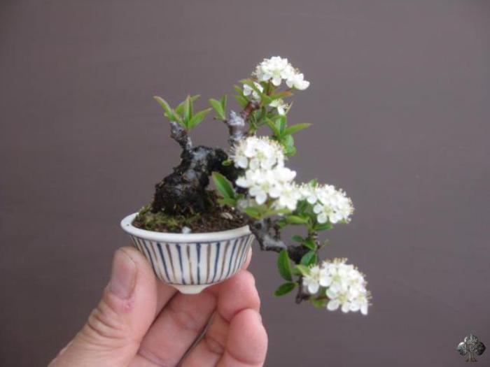 Mame Bonsai