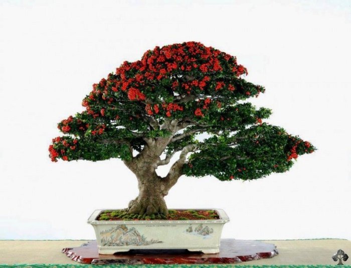 Flowering Penjing tree