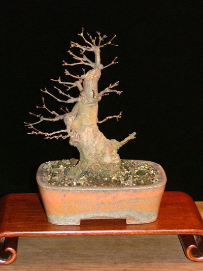 Bonsai