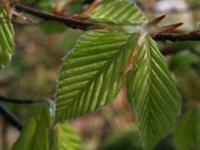 Japanese beech Fagus crenata