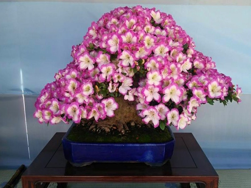 Satsuki Azalea Bonsai festival