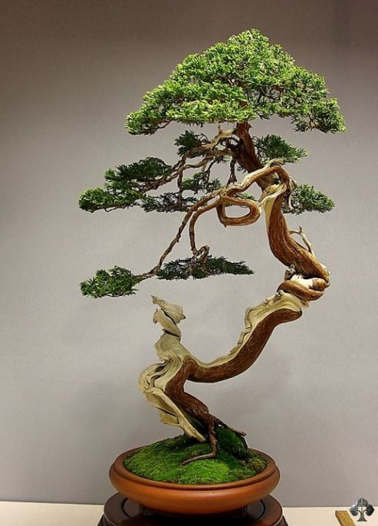 Juniper Bonsai by Jose Luis Blasco Paz