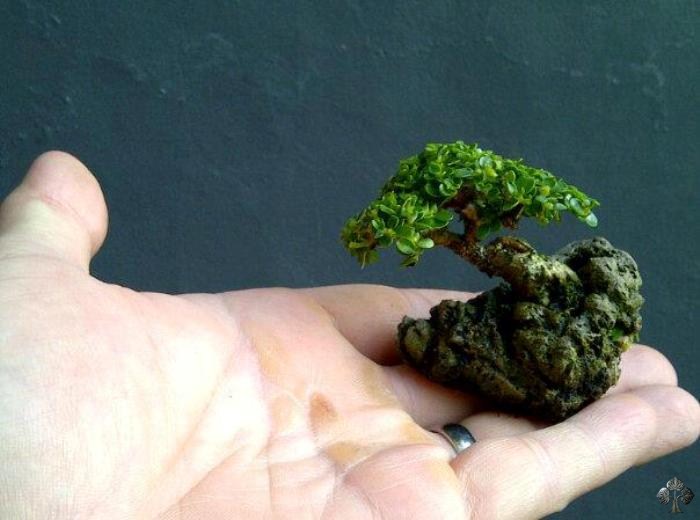 Mini Bonsai