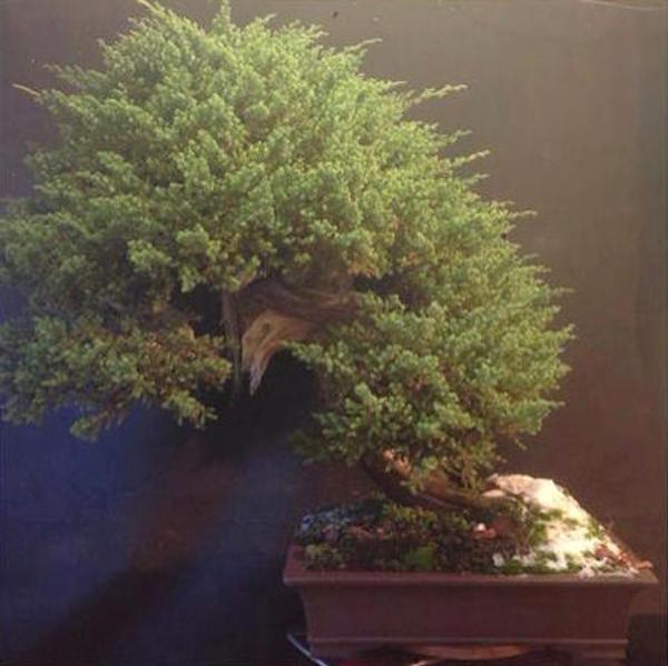 Juniperus procumbens bonsai