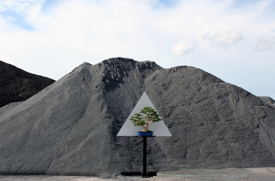 Display Bonsai trees in nature