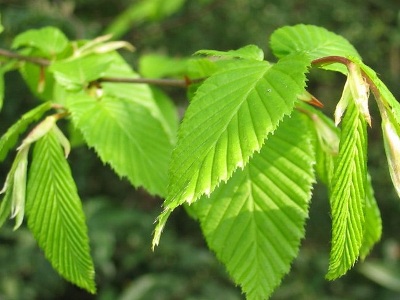 Hornbeam Carpinus betula