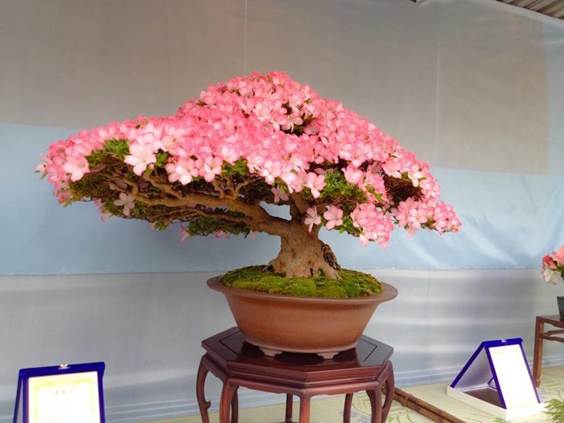 Satsuki Azalea Bonsai festival