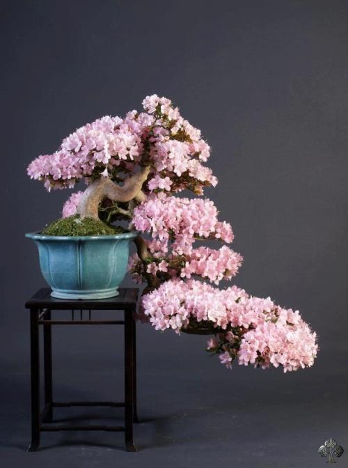 Cascade flowering Bonsai