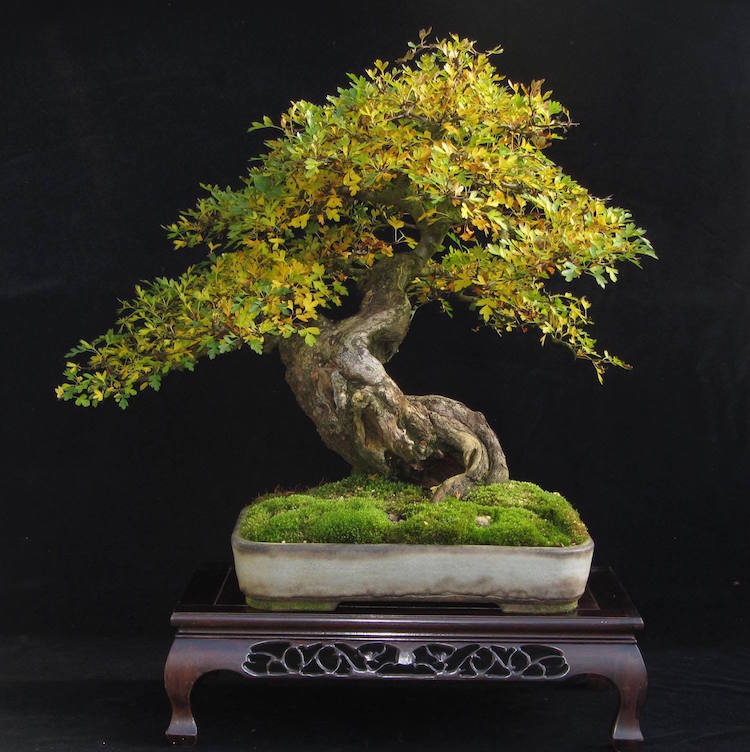 Hawthorn bonsai