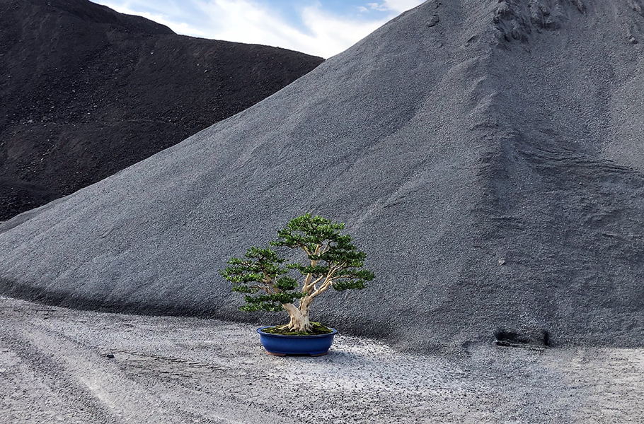 Display Bonsai trees in nature