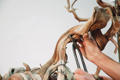 Trunk work on bonsai